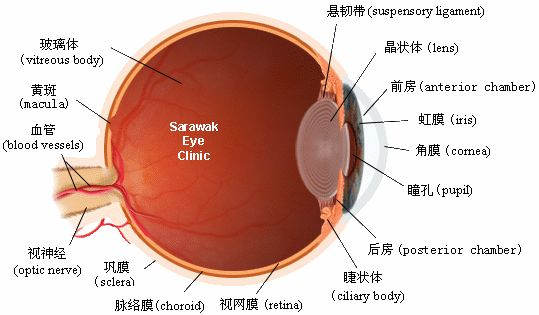 全国爱眼日 | 科学防控近视，共筑精彩未来(图2)